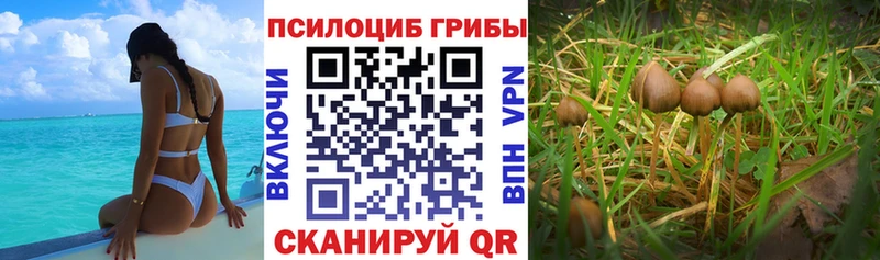 мега как зайти  где купить наркоту  Тейково  Псилоцибиновые грибы мухоморы 